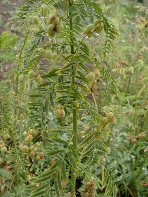 黃芪圖片植株,探索黃芪，從植株圖片到實(shí)地計(jì)劃驗(yàn)證策略,資料大全_輕量版23.23.37