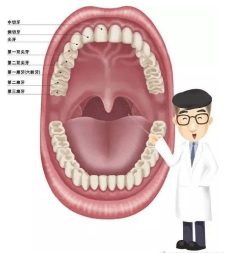 大人能做牙齒窩溝封閉