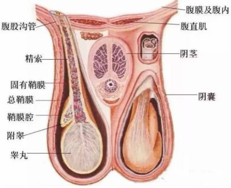 慢性附睪炎癥狀