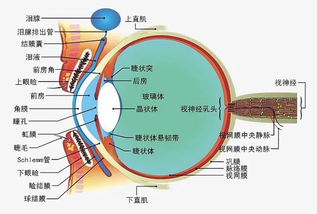 眼科學(xué)屬于什么專業(yè)