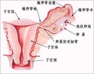 輸卵管性不孕好的醫(yī)陿