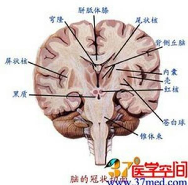 淚點低可能是大腦神經太發(fā)達