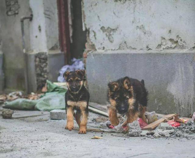 家長(zhǎng)稱遭惡犬咬傷孩子右眼仍無反應(yīng)