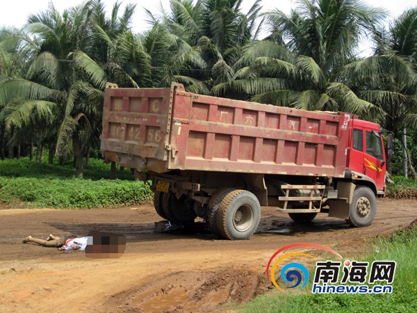 被大貨車(chē)壓死的狼無(wú)法判斷是網(wǎng)紅狼