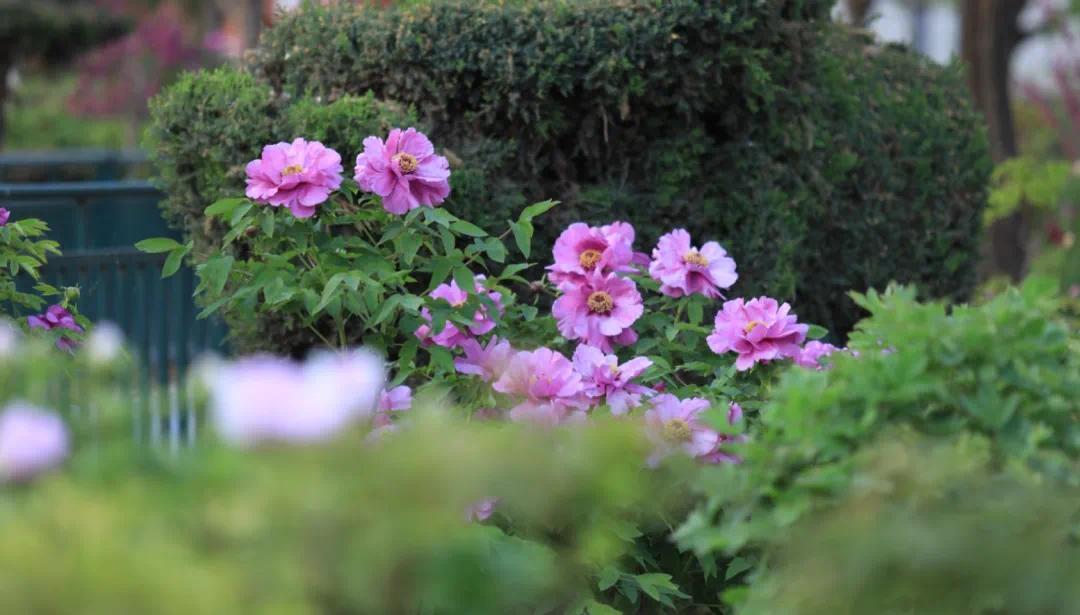 《國色芳華》里的牡丹來自山東