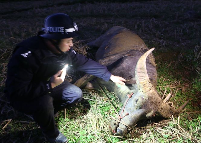 公牛發(fā)狂連傷2人 民警一槍射中眉心